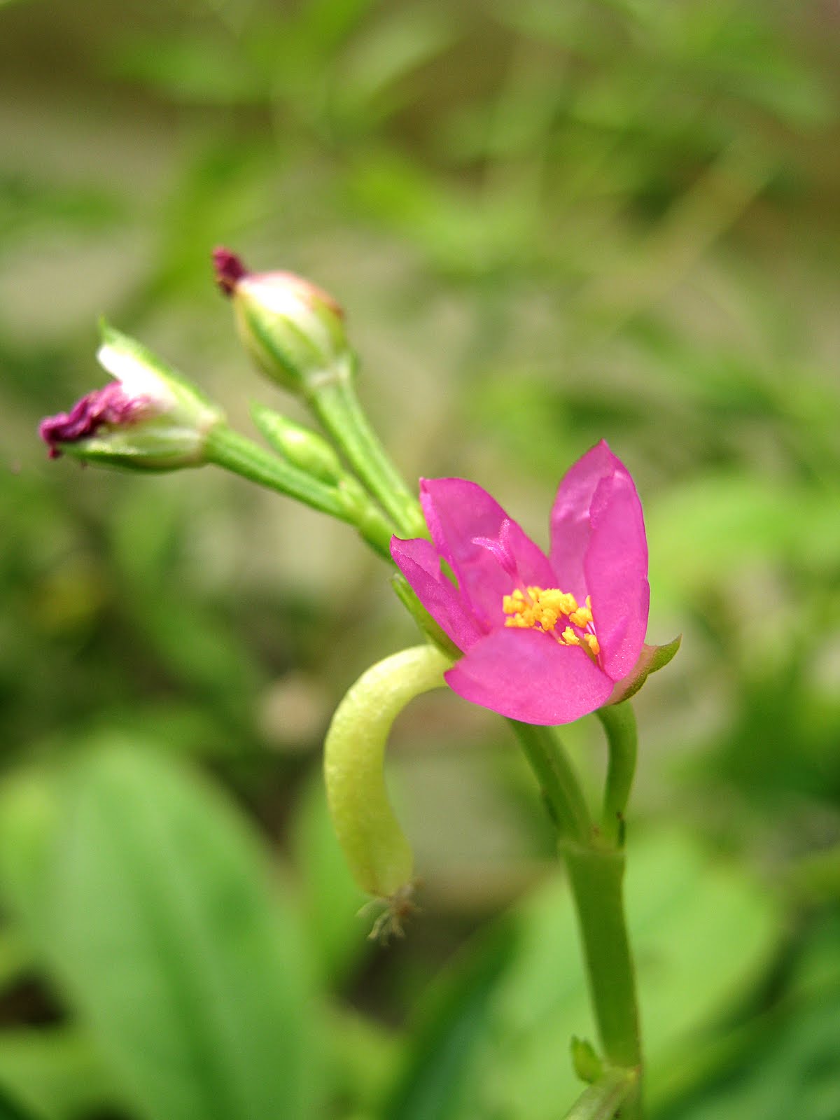 Native Myanmar Flowers Lovers