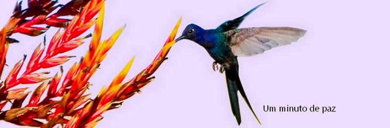 Um  minuto de paz