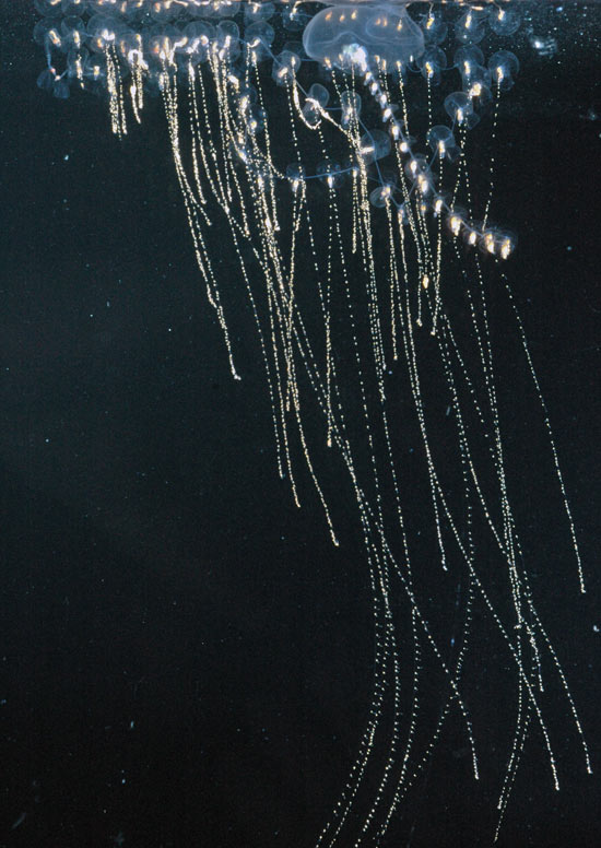 Deep Sea Bloggerhead Siphonophores