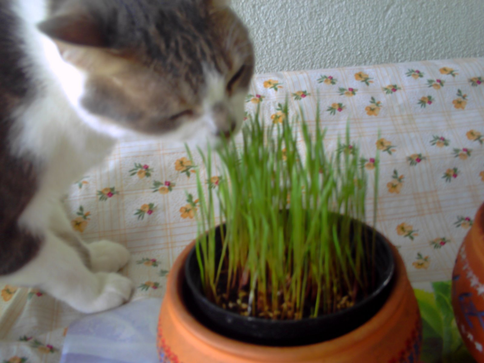 [grama+mina+001.jpg]