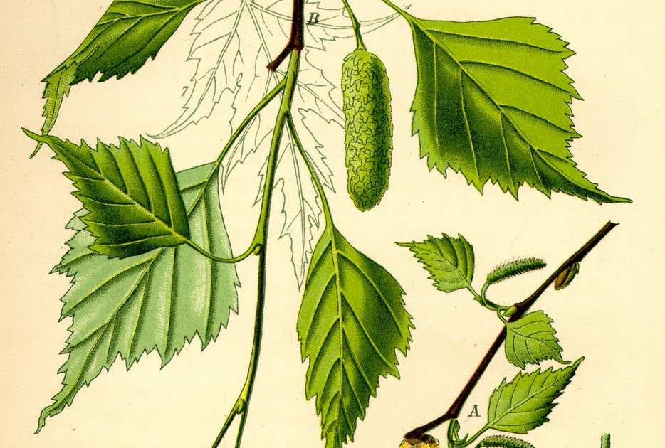 Ветка березы картинка для детей