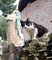 ¡QUE SUERTE TIENEN LOS GATOS EN ROMA!