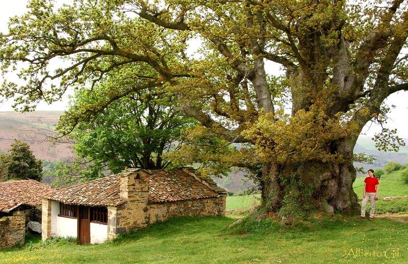 Foto de Carbayón de Valentín en Tineo, Asturias