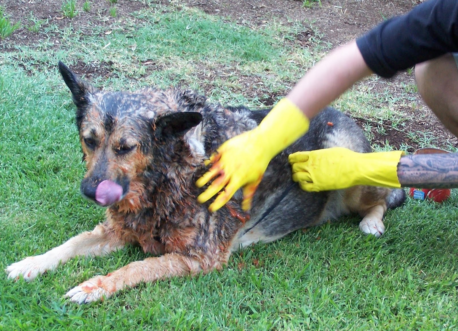 tworavens. the skunks of los angeles