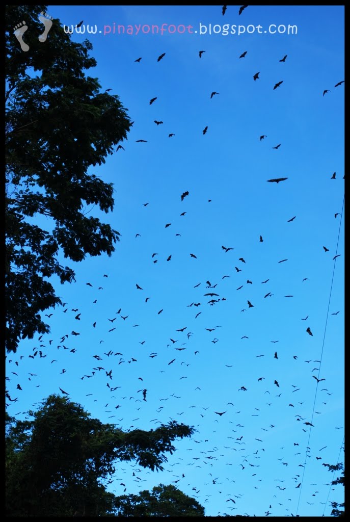pinay on foot Bewitched by bats at the Bat Highway in Subic