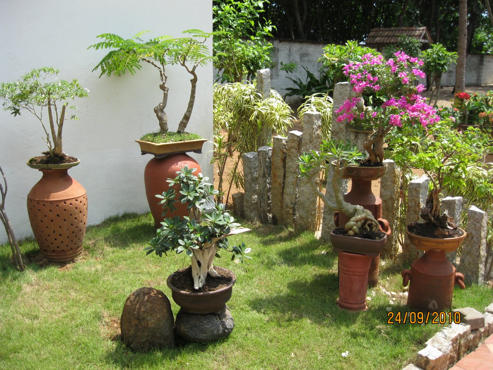 Bodhi Bonsai, Chennai, India My recently created Bonsai nook!!!!!!!