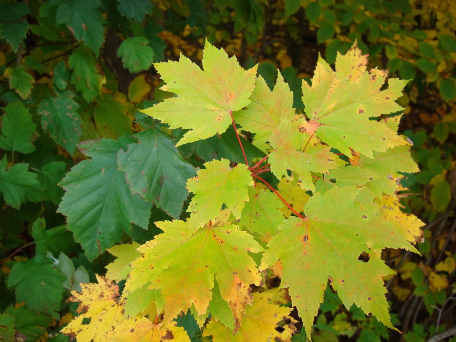 Green Sprouts New Green Opportunity for Parishes