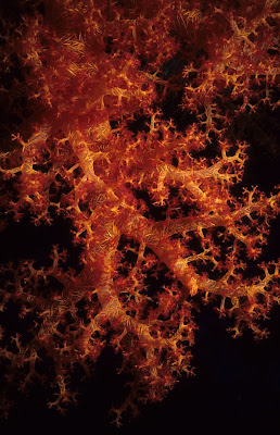 Yellow and Red Dendronephthya