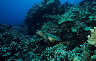 Green sea turtle (Chelonia mydas) at Puako, Hawaii