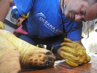 Volunteer removing a fishing hook from a sea turtle