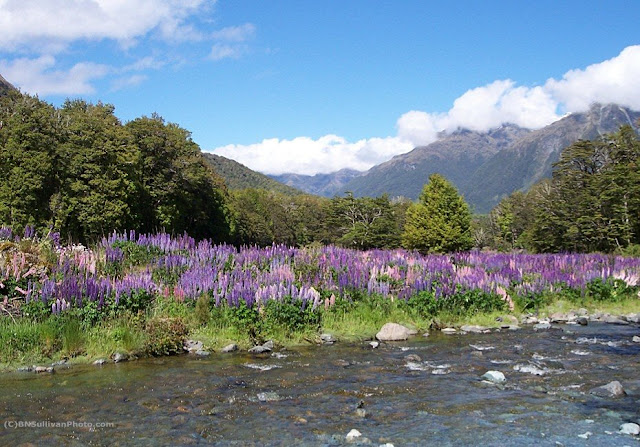 Wildflowers in New Zealand