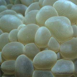 Bubble coral vesicles