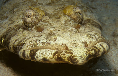 Crocodile Fish (Papilloculiceps longiceps)