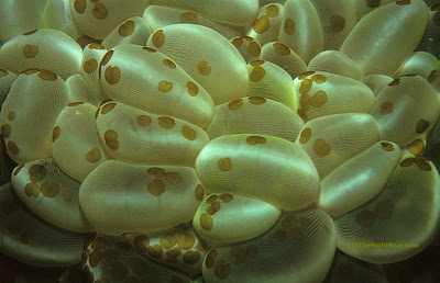 Plerogyra Sp. with Waminoa flatworms