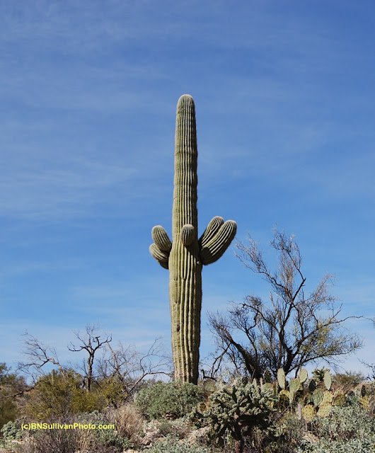Giant Saguaro (Carnegiea gigantea)