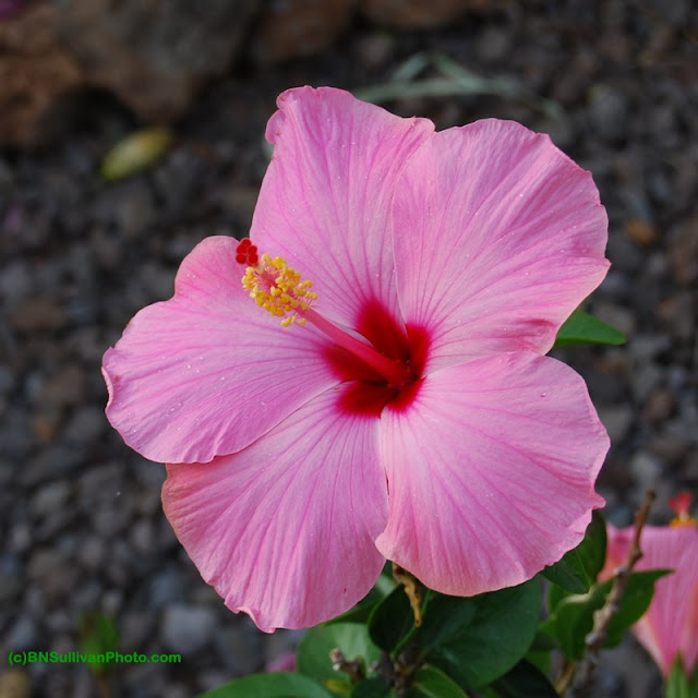 Maui Wind hibiscus