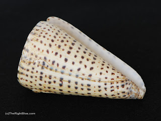 Conus leopardus