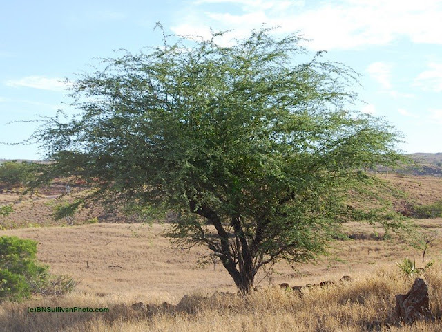 Kiawe (Prosopis pallida)
