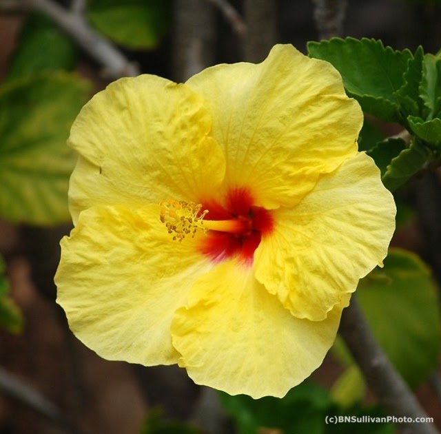 B N Sullivan Photography: Hula Girl tropical hibiscus blossom