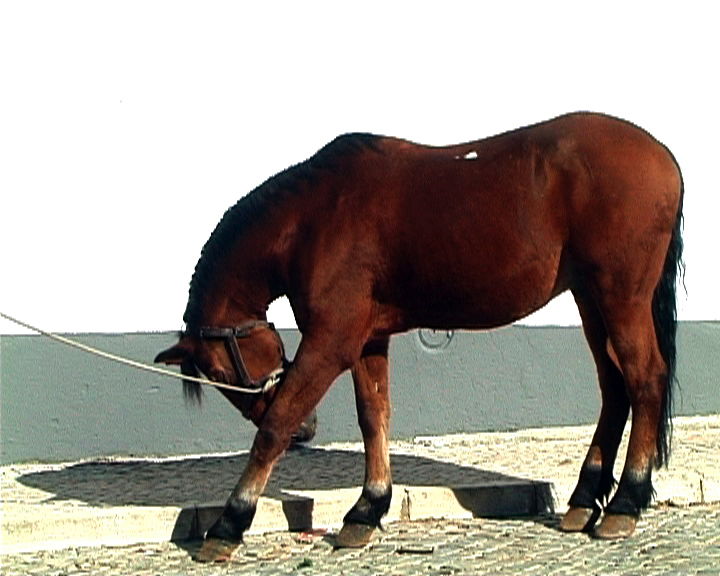 [Castanho+9ano+001.jpg]