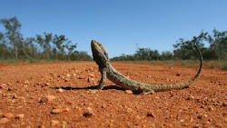 lizard road taboos superstitions thai thailand animal zebra pink crazy superstitious around centipede involving tails insects creatures bat bee flying