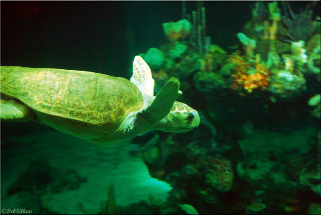 Epcot's Living Seas Pavilion