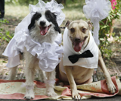 Картинки по запросу Невесты с собаками