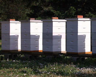 كندوي لانگستروت