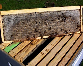 The Peace Bee Farmer: Bee Hive Set-Up for Winter