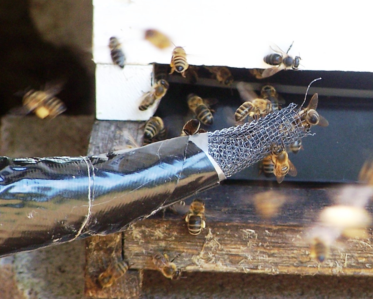 Wall Less Bee Do Honey Bees Nest In Walls? _ All about Honey Bees — The Honey Bee ...