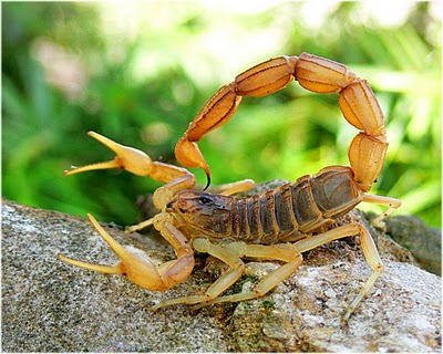 El blog de Ciencias de 2º B: THE SCORPION