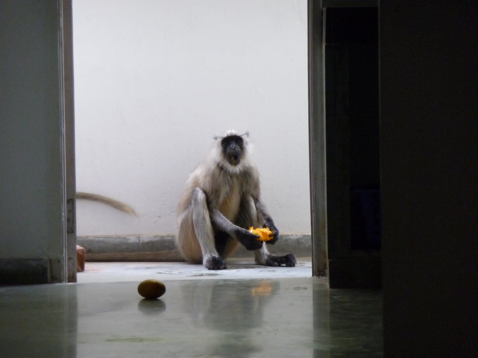 Stranger in a Strange Land: Hey, hey! We're the Monkeys! People say we ...