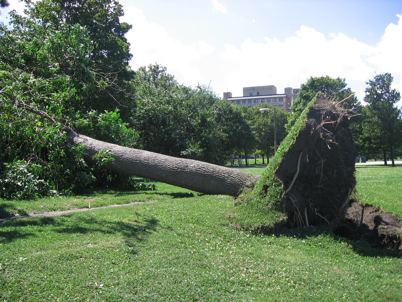 [fallen+tree+2.jpg]