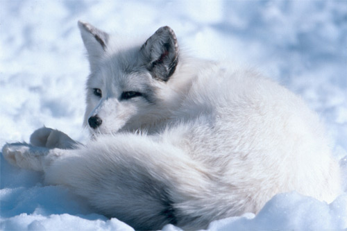 [Image: Arctic-Fox.jpg]
