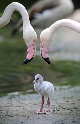 http://3.bp.blogspot.com/_fU7LdRkUMVM/TRhxbgUMqhI/AAAAAAAADdo/lMgVyv5jlDM/s1600/GG-325x501-babyflamingo.jpg