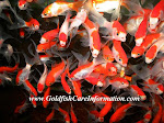 Sarassa Comets Aquarium