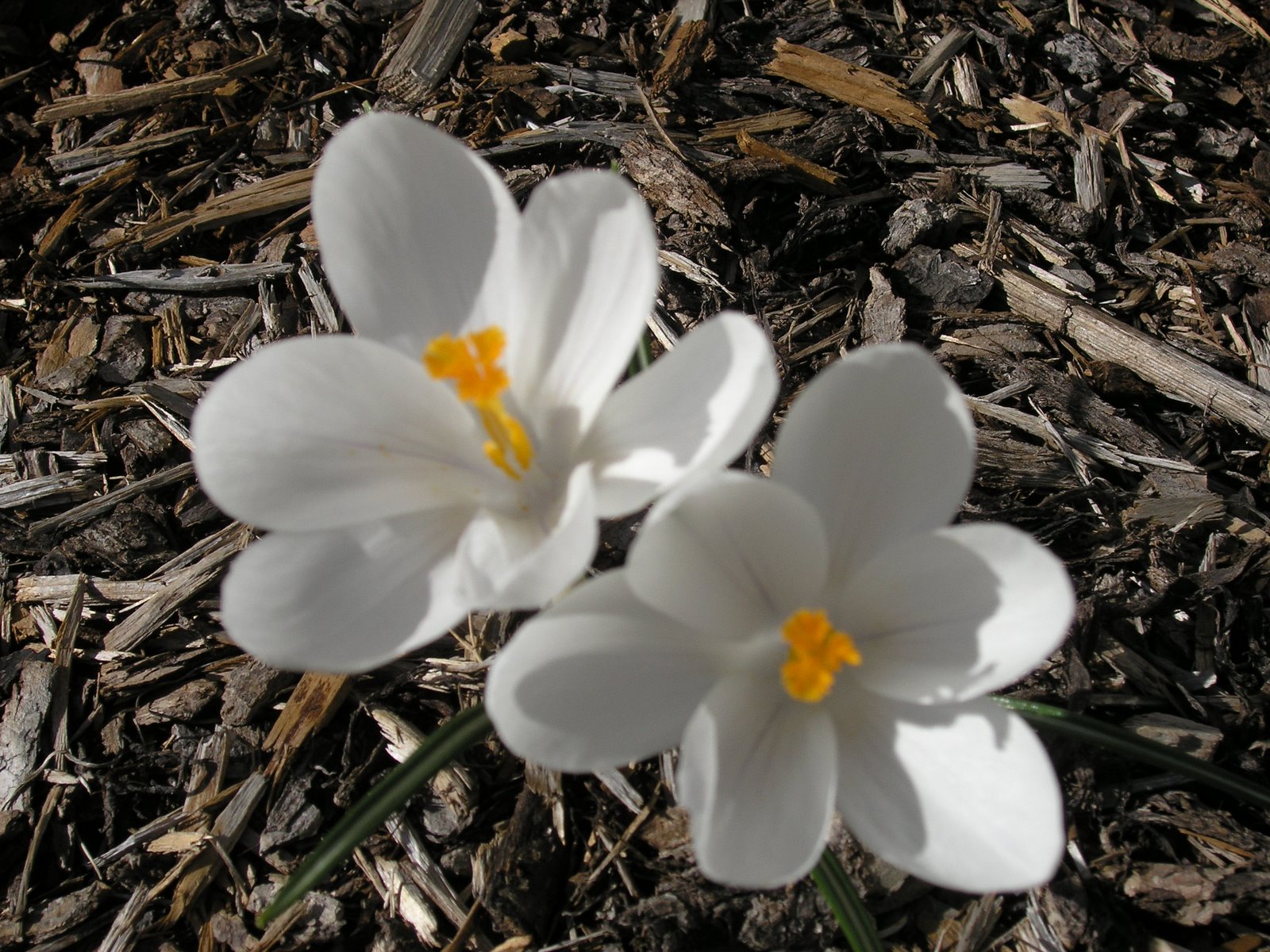 [white+crocus]
