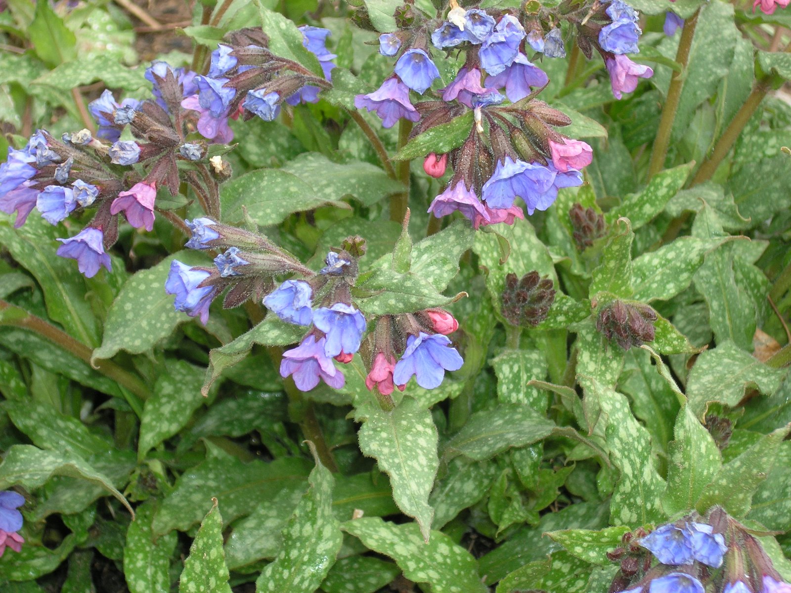 [first+flower+of+spring.JPG]