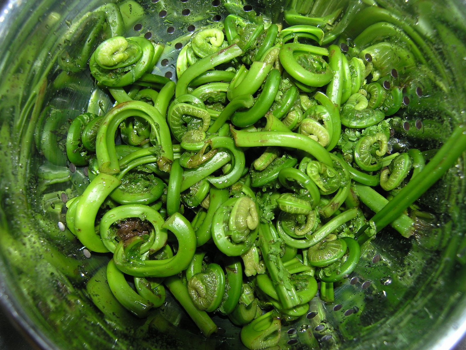 [fiddleheads.JPG]