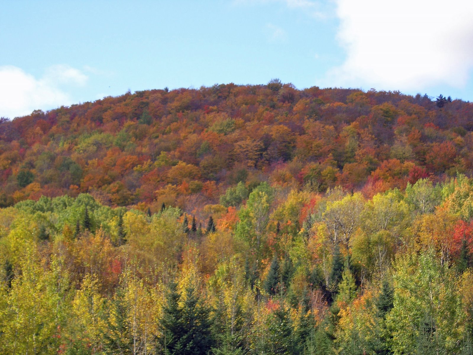 [fall+colors+]