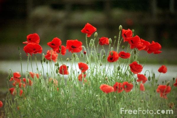 [poppies.bmp]