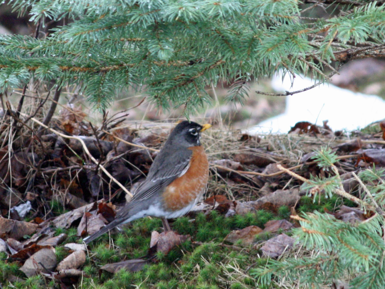 [robin+under+fir+tree.jpg]