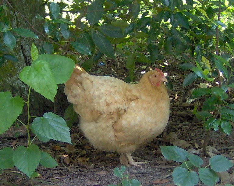 Aquarian Bath Keeping Chickens Healthy With Herbs Deworming And