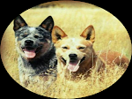 Canil Matilha HJ - Australian Cattle Dog