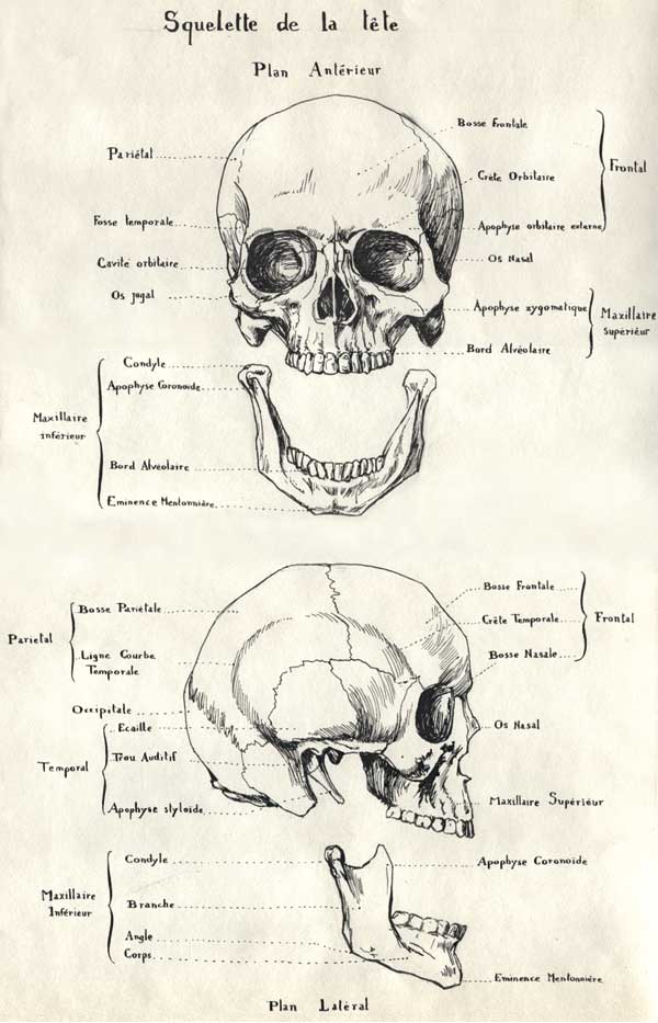 Planche anatomique du crane