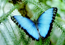 Blue Morpho Butterfly