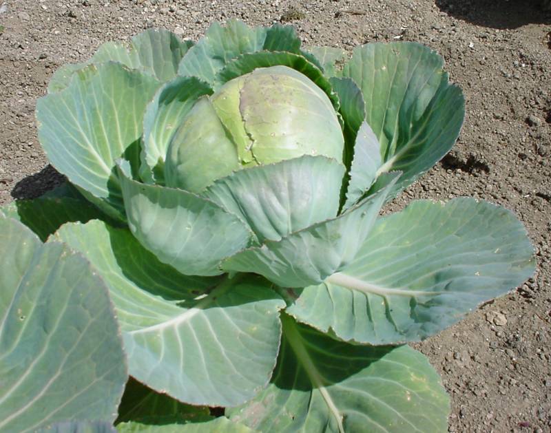 Brassica Oleracea Benefits for Health Natural Healthy Life