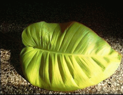 money plant leaf