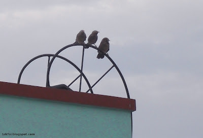 Jungle Babblers.