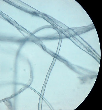 Волокна шерсти под микроскопом. Волокно хлопчатника под микроскопом. Применение микроскопа в распознавании волокон. Волокна ваты под микроскопом х150. Волокна рами под микроскопом.